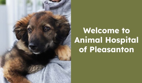 Welcome to Animal Hospital of Pleasanton