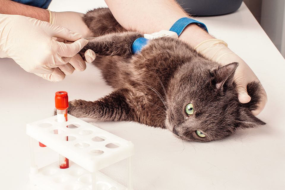 veterinarians drawing blood from a cat for blood test