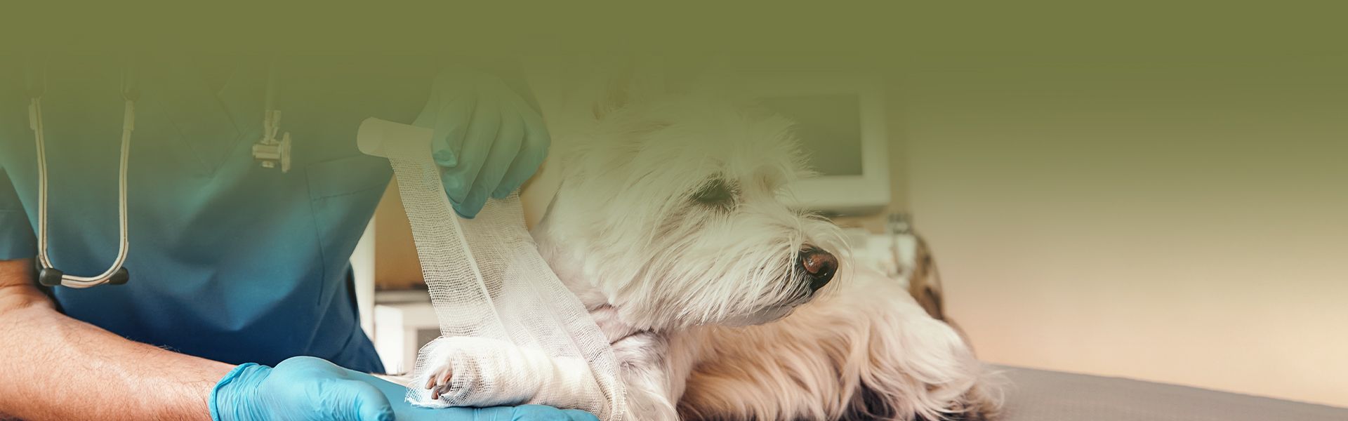 vet bandaging dog's paw
