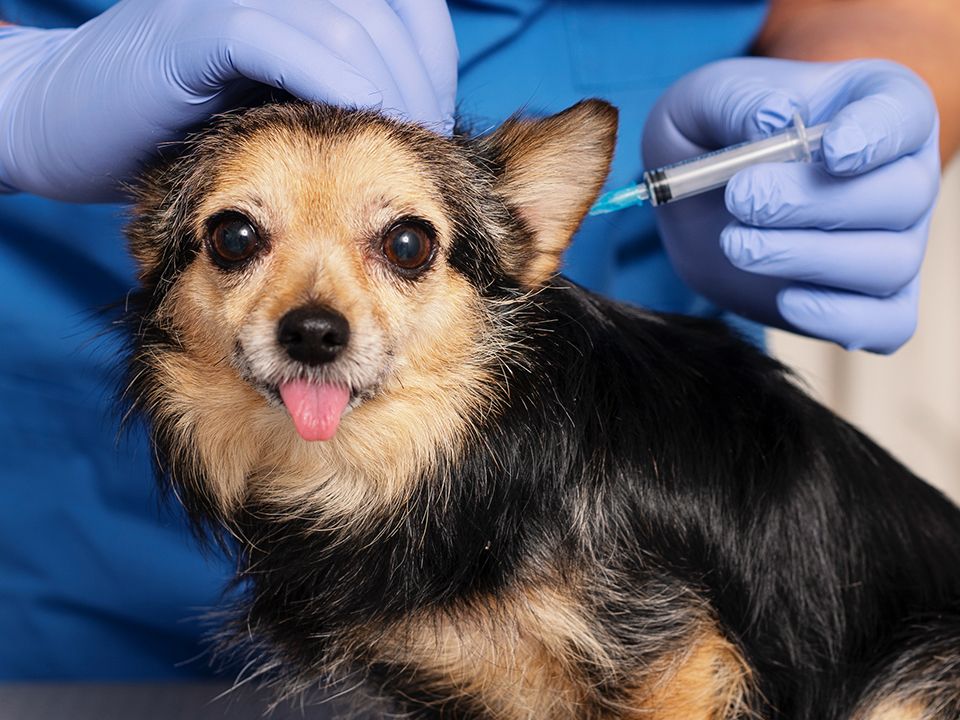 vet vaccinating old dog