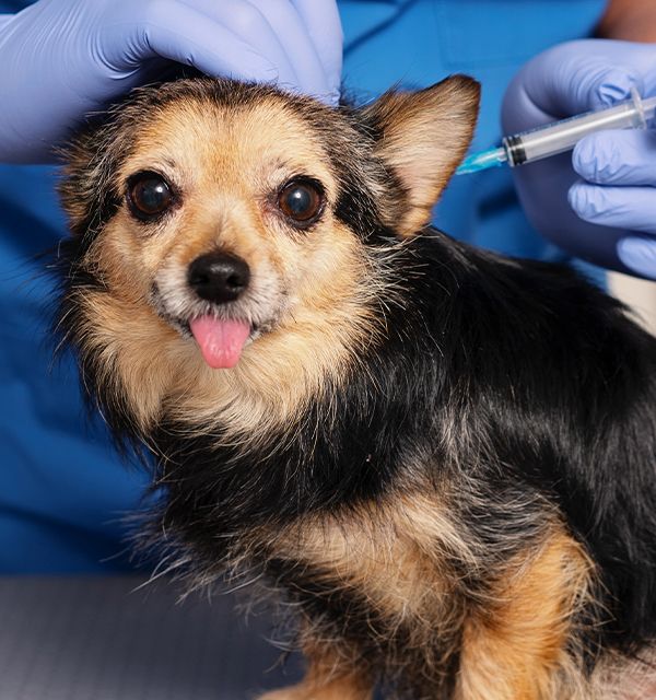 vet vaccinating old furry dog