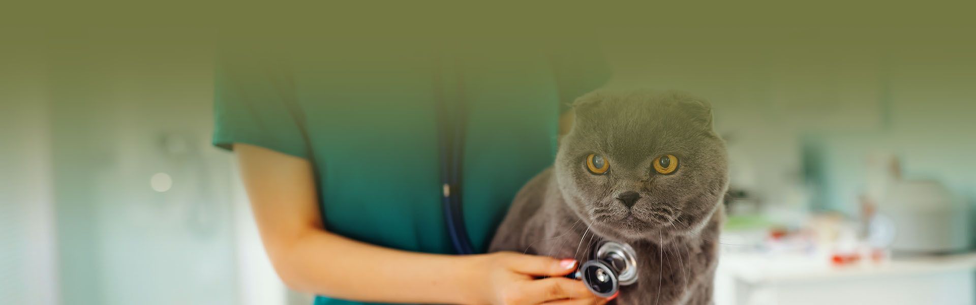 veterinarian examining cat at table