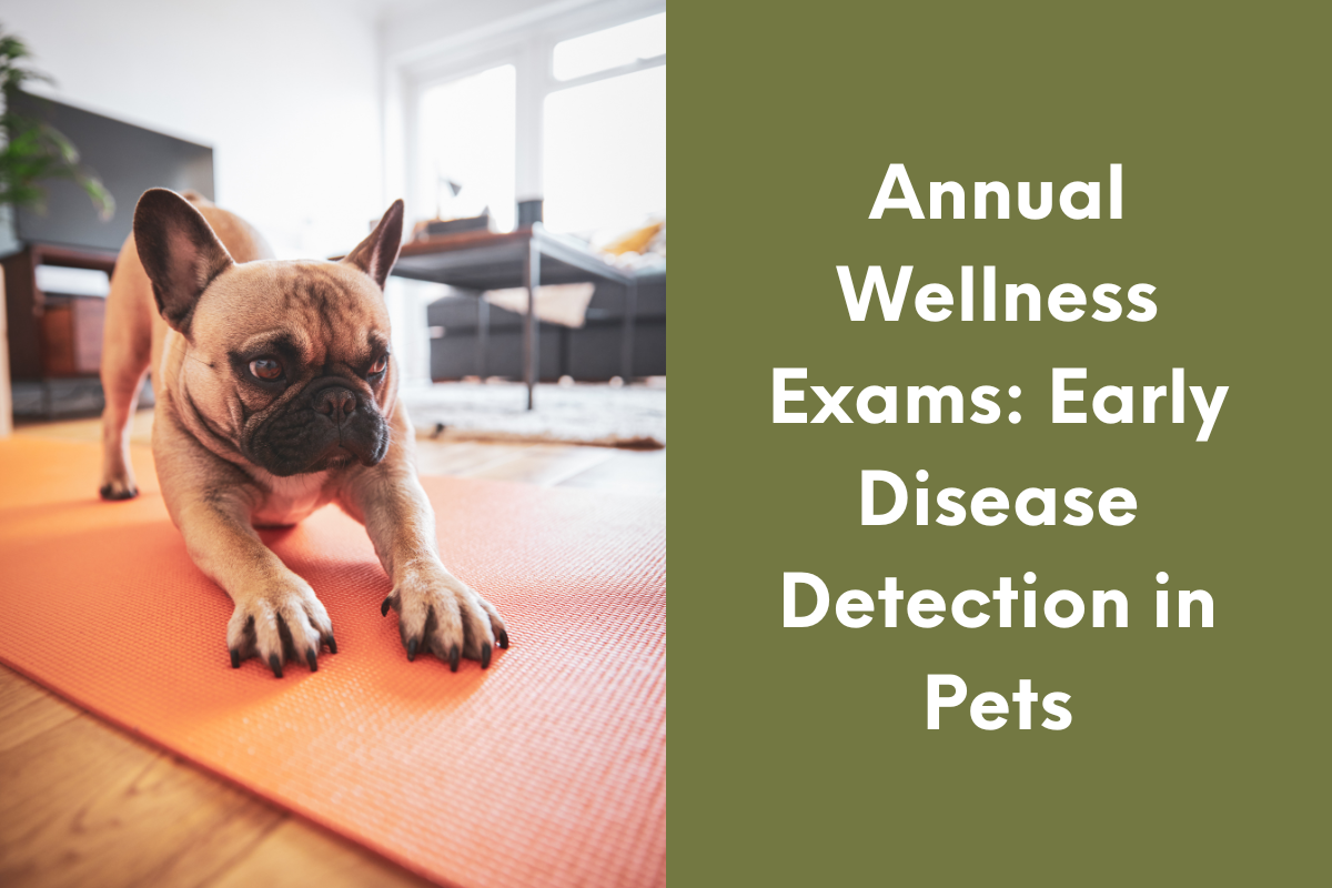 Annual-Wellness-Exams-Early-Disease-Detection-in-Pets
