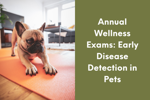 Annual Wellness Exams: Early Disease Detection in Pets