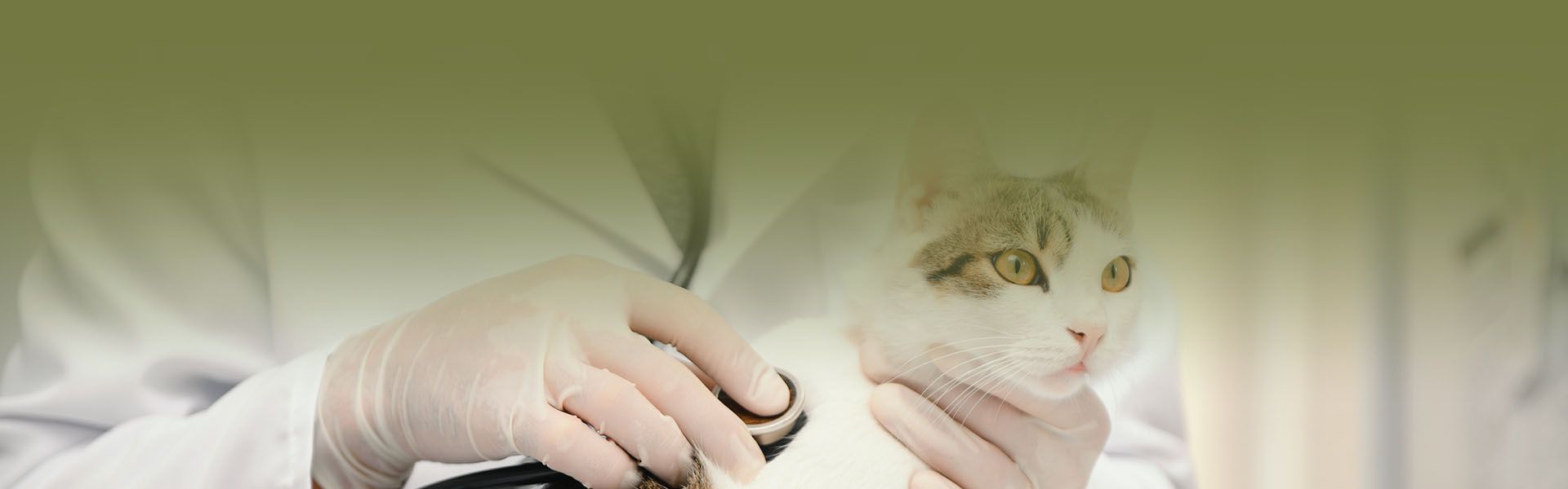 veterinarian doctor checking cat