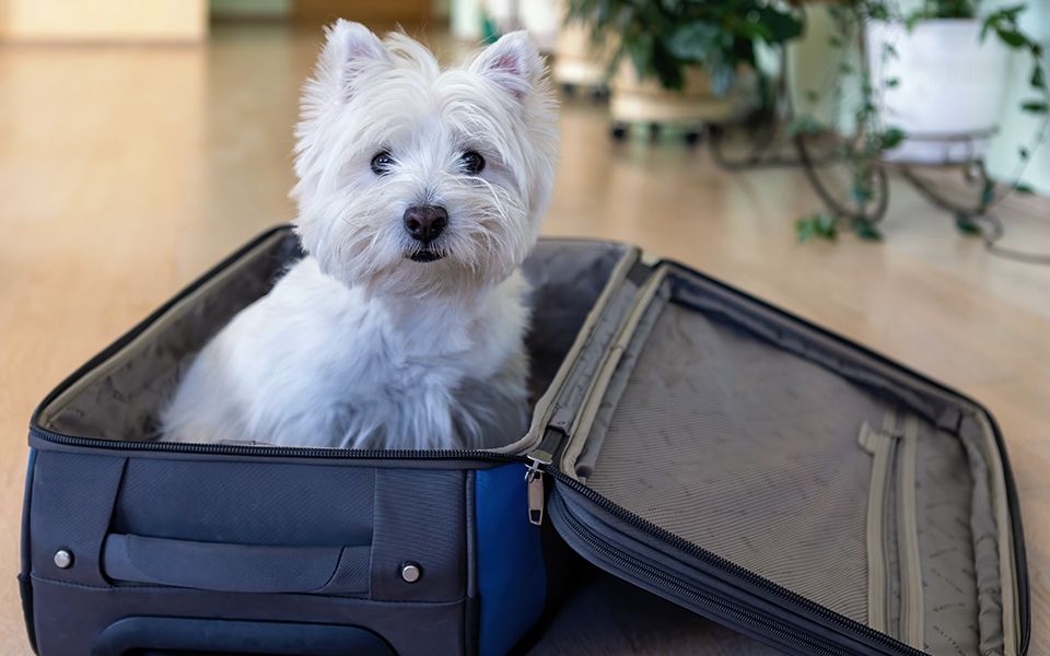 white furry dog in a suitcase