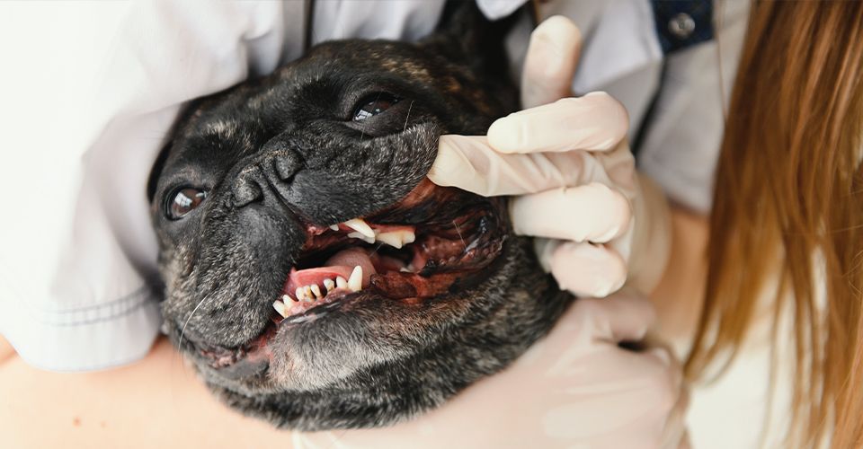 vet checking the teeth of a french bulldog