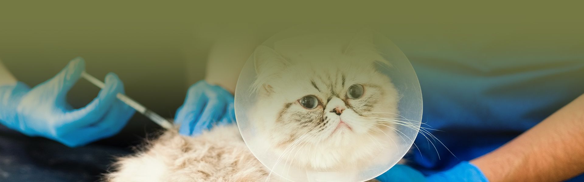 vets vaccinating persian cat