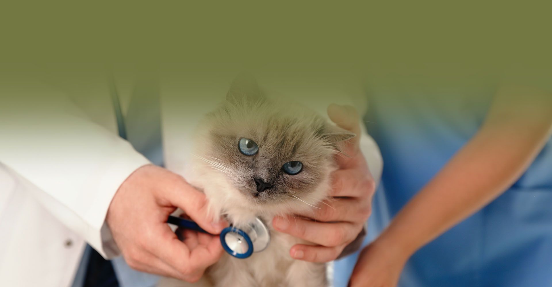professional veterinary examining a cat in clinic