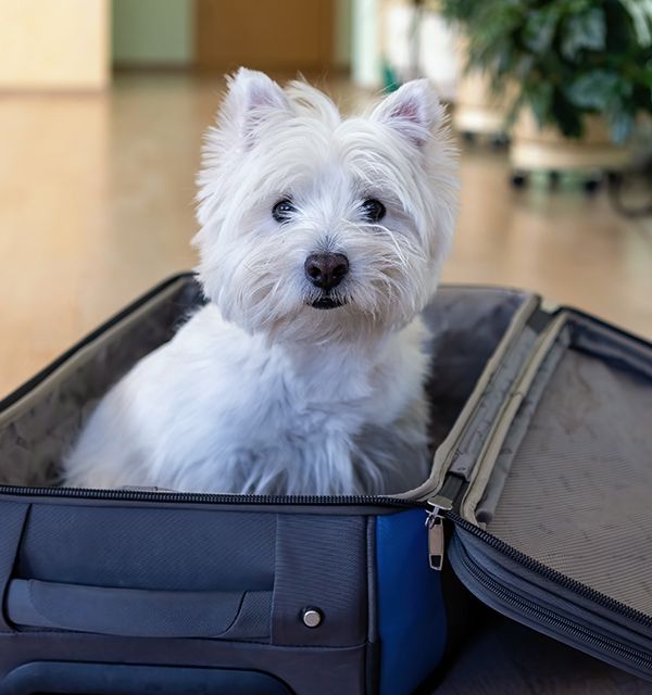 adorable furry dog in a suitcase