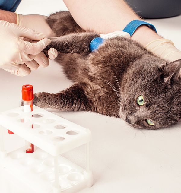 cat blood test