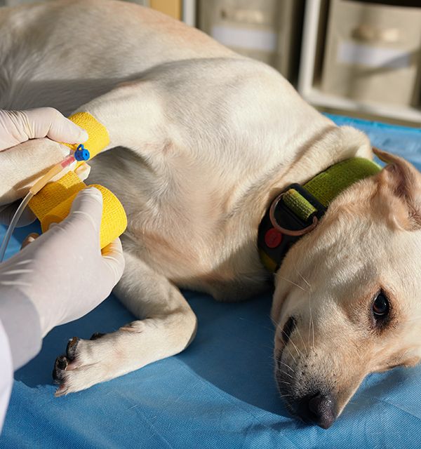 vet placing a catheter on labrador dog