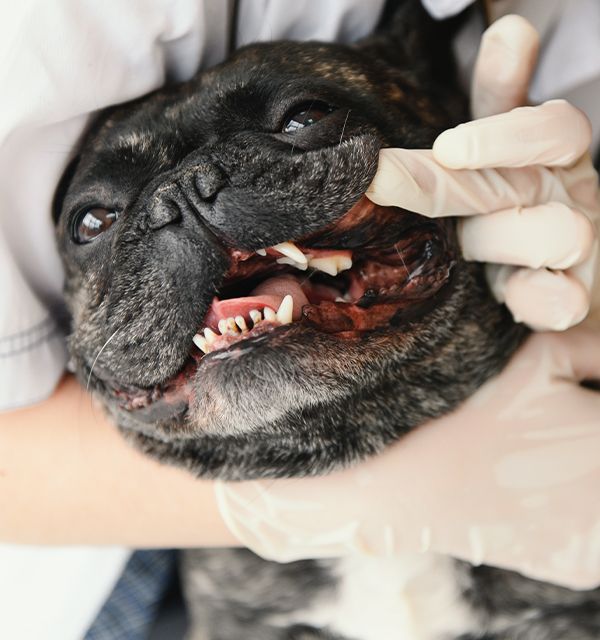 vet showing french bulldog teeth
