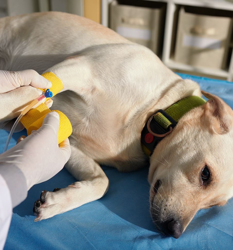 vet placing catheter on dog