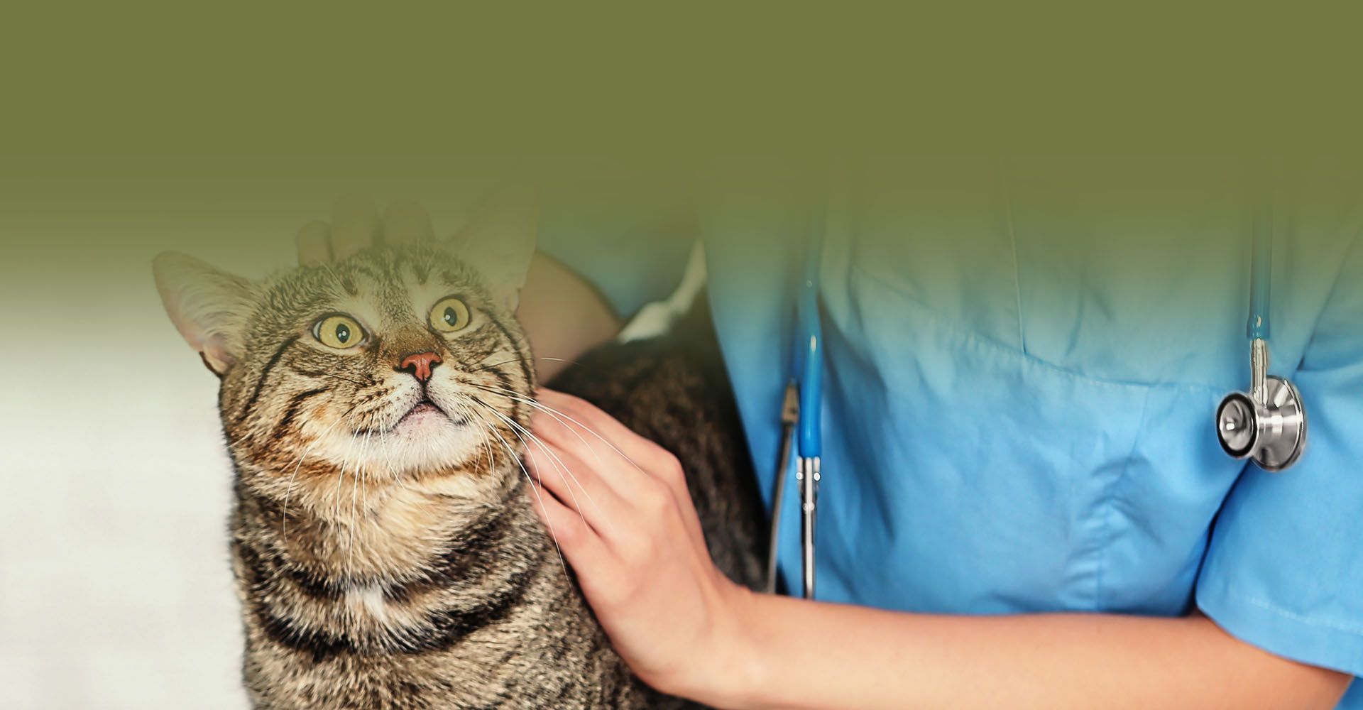 veterinarian doctor checking a cat