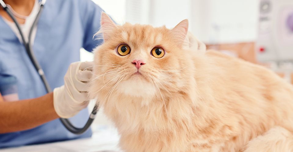 vet checking furry cat with a stethoscope